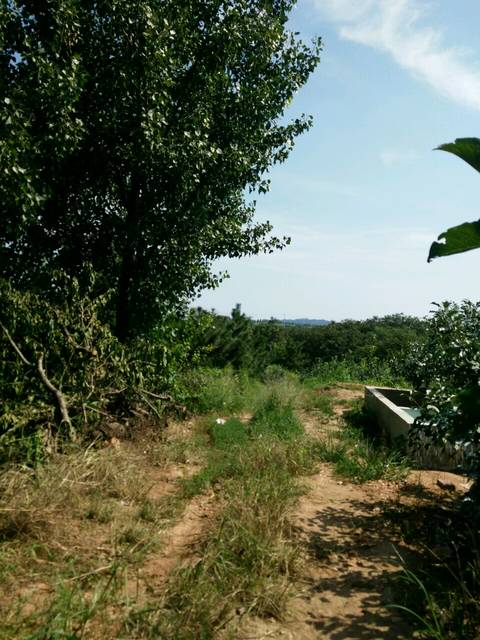 昨天_回我妈家去了回果园热死啦好久没上哪去