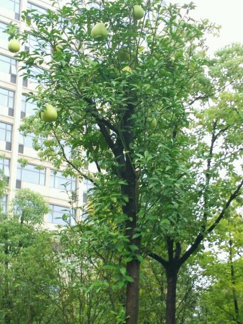 无力吐嘲的大排畸_排的下午的大排畸,今天一早