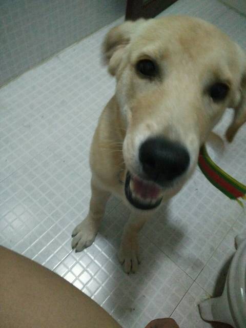 大家的拉布拉多都是多大开始懂事的_大家的拉