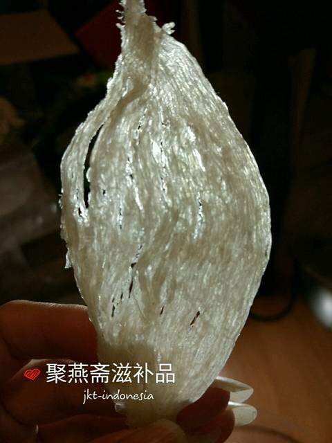 优质大燕条,价格实惠!_印尼自家燕条,挑毛过程