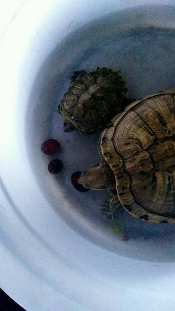 乌龟好暴力。_小乌龟欺负大乌龟,这还有没有天