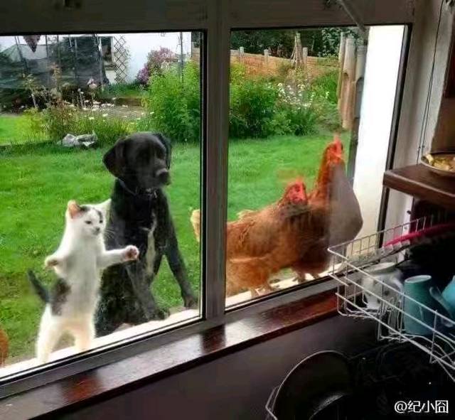 开心消消乐_两只鸡的对话: 卧槽人类过年了 