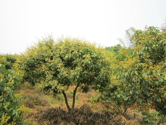 荔枝树都开花了,密密麻麻地挂满枝头,看来今年夏天荔枝会大丰收哦.