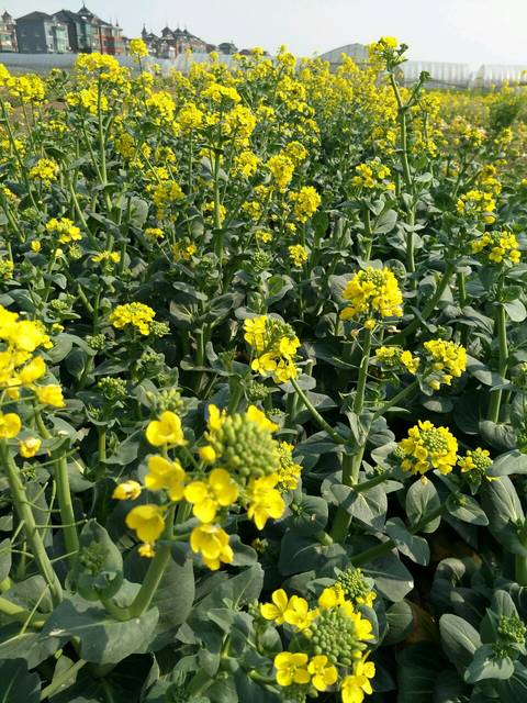 有没有宝妈了解金佑人生 保险_有没有宝妈买了