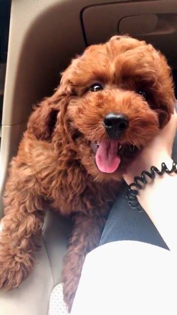 养狗为了给将要出生的宝宝一个玩伴朋友