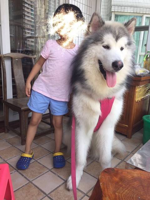 阿拉斯加会咬人么?_三岁女孩适合养阿拉斯加