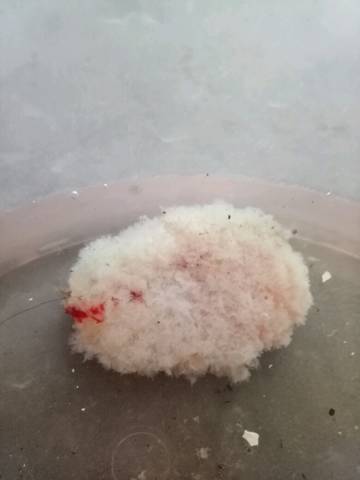 怀孕50几天流血几天,今天掉出来一个这个东西是胎囊吗