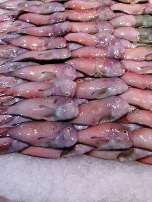 老鼠鱼能不能吃