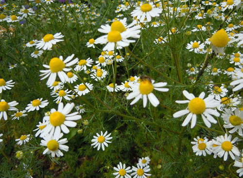 脸上红血丝怎么治?