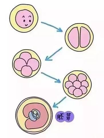 受精卵在子宫内开始发育,变成了胚胎组织,也就是我们说的胚芽.