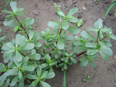 越严重?老中医最绿色治痱子妙方,一次就痊愈!