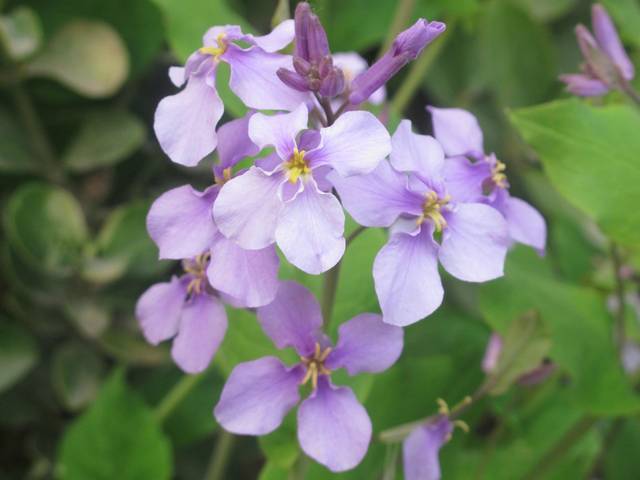 路边不知名的紫色小花, 甚是好看.