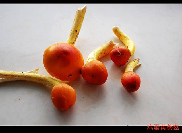 舌尖上的回家——鸡蛋黄蘑菇