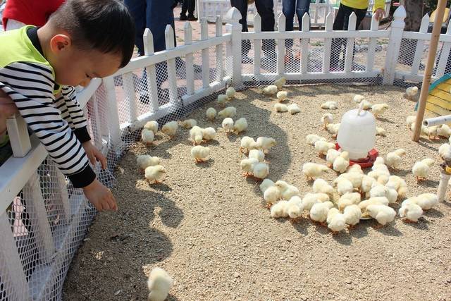 米卡用户sunl 日记正文 五彩斑斓的小动物村,首先吸引了闹闹的目光.