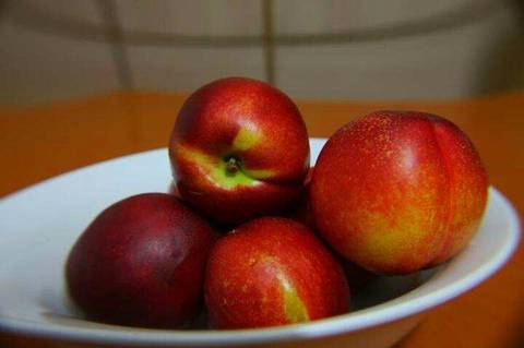 油桃5块钱一斤,附近农民种的还没成熟,等成熟了两块钱一斤很好买～又