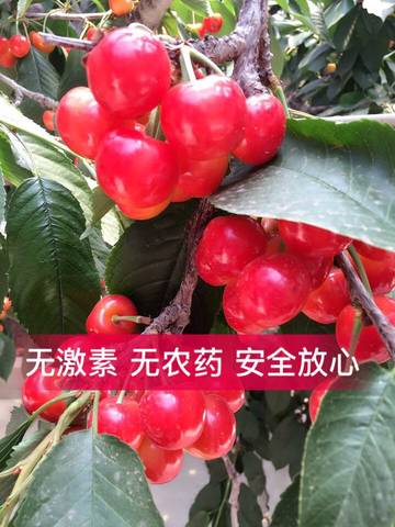 journal_insert_pic_767402526