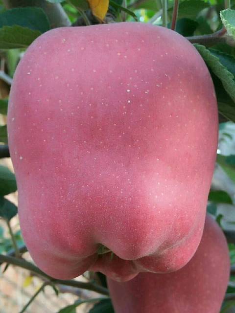 宝妈们想给宝宝吃蛇果可以联系我