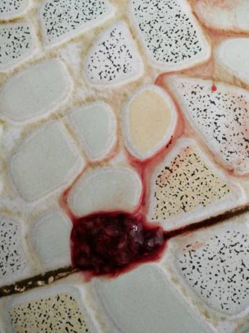 journal_insert_pic_873230324