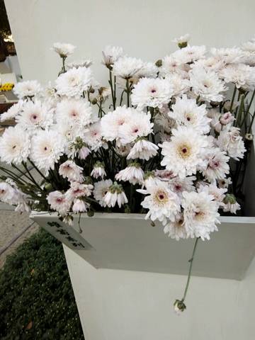 journal_insert_pic_875240998