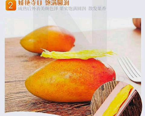 journal_insert_pic_984706060