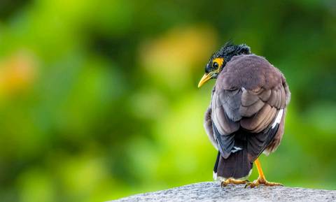 有种宠物鸟叫八哥,既能模仿人语又能模仿其他鸟叫