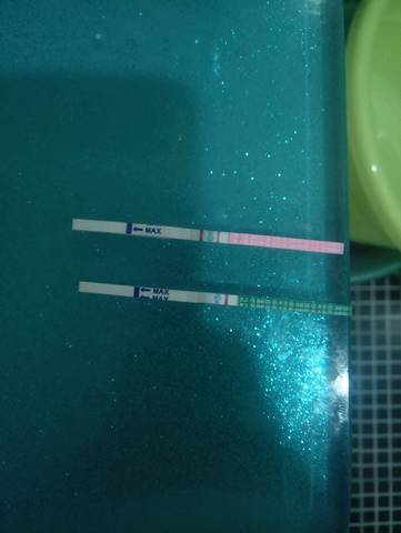 journal_insert_pic_1085126990