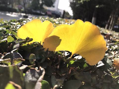 journal_insert_pic_1121544812