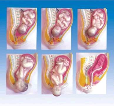 分娩的全过程共分为3期,也称为3个产程.第一产程,即宫口扩张期.
