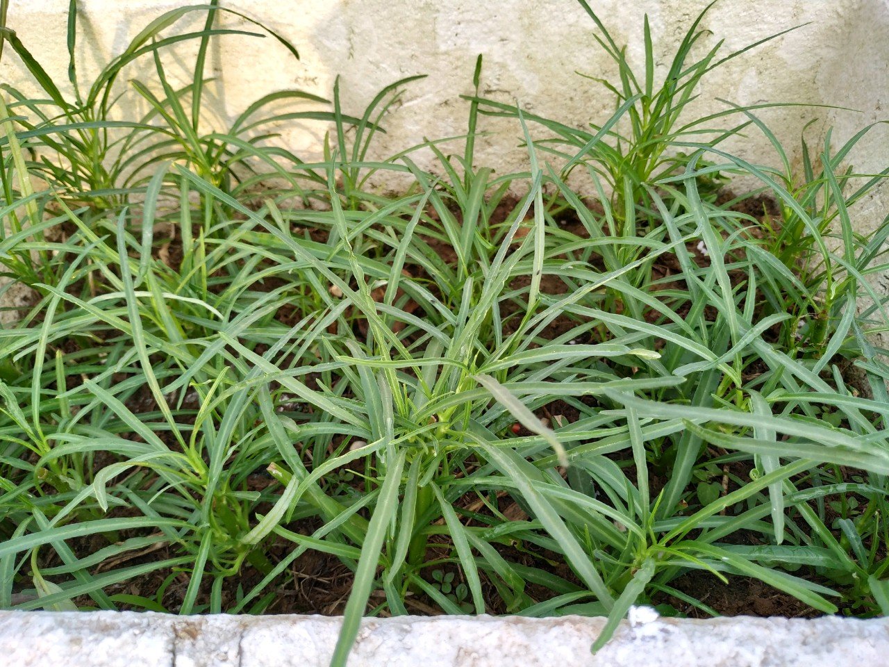 继续播报，菜菜正在茁壮成长