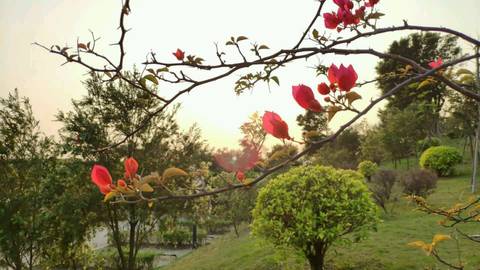 journal_insert_pic_1221410435