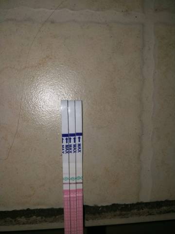 journal_insert_pic_1223362097
