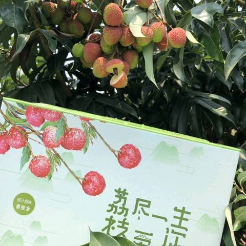 journal_insert_pic_1229831266