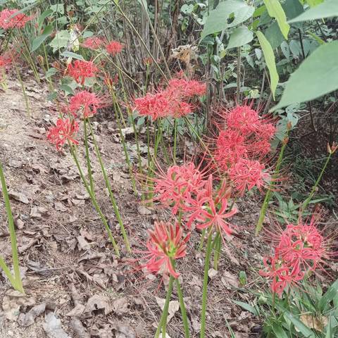 journal_insert_pic_4062507852