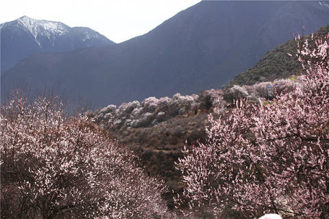 journal_insert_pic_1202123331